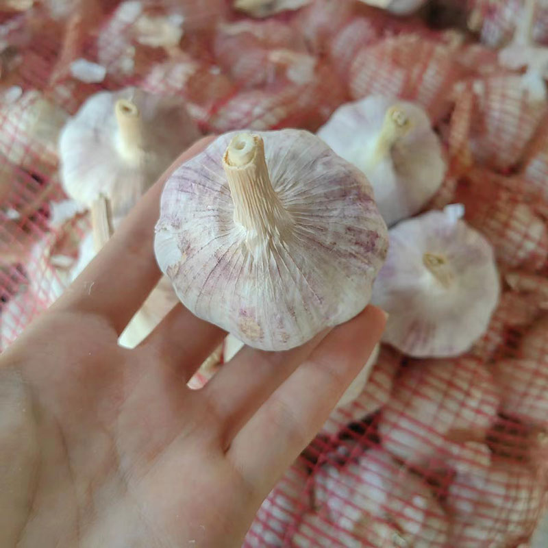 独头蒜种子