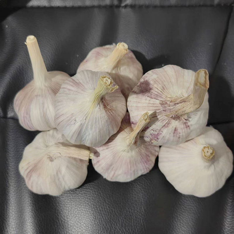 山东大蒜种子