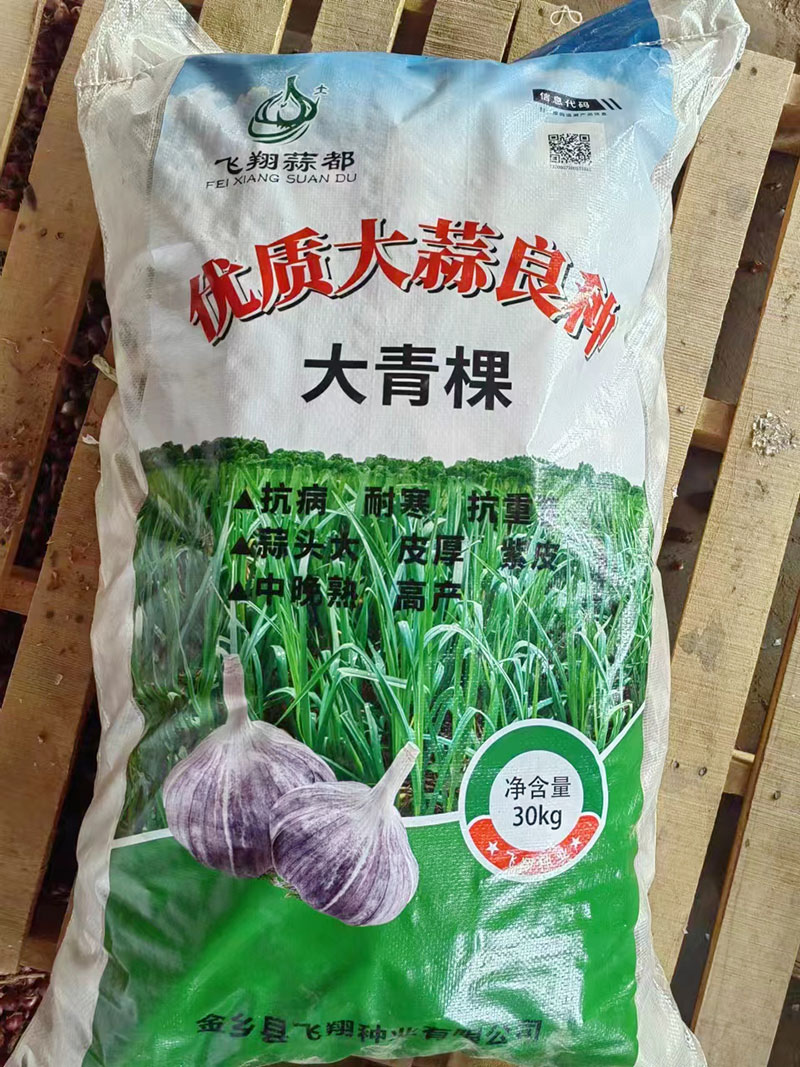 大蒜种子批发厂家